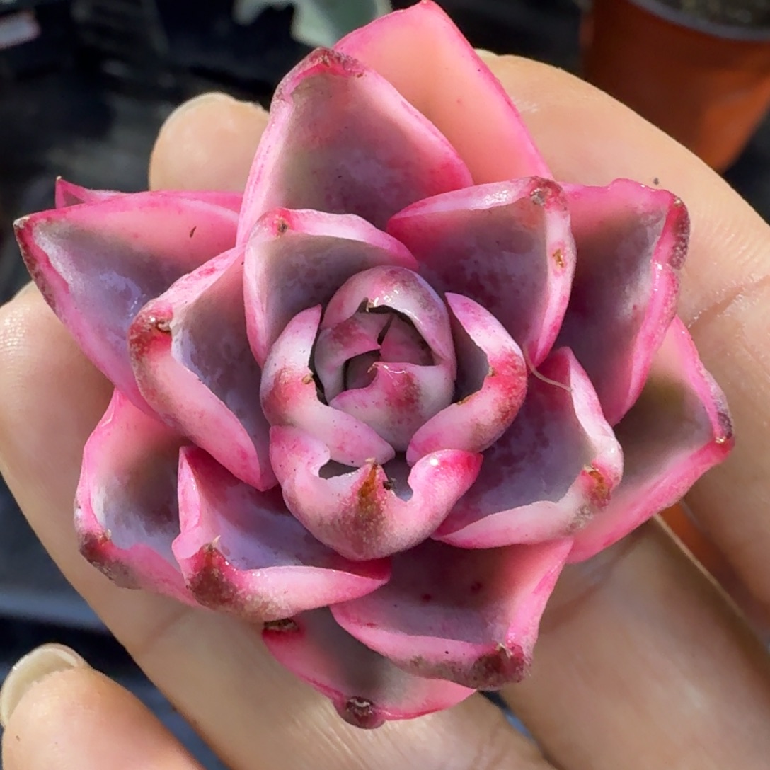 赫拉锦 主头五根 腹轮锦 