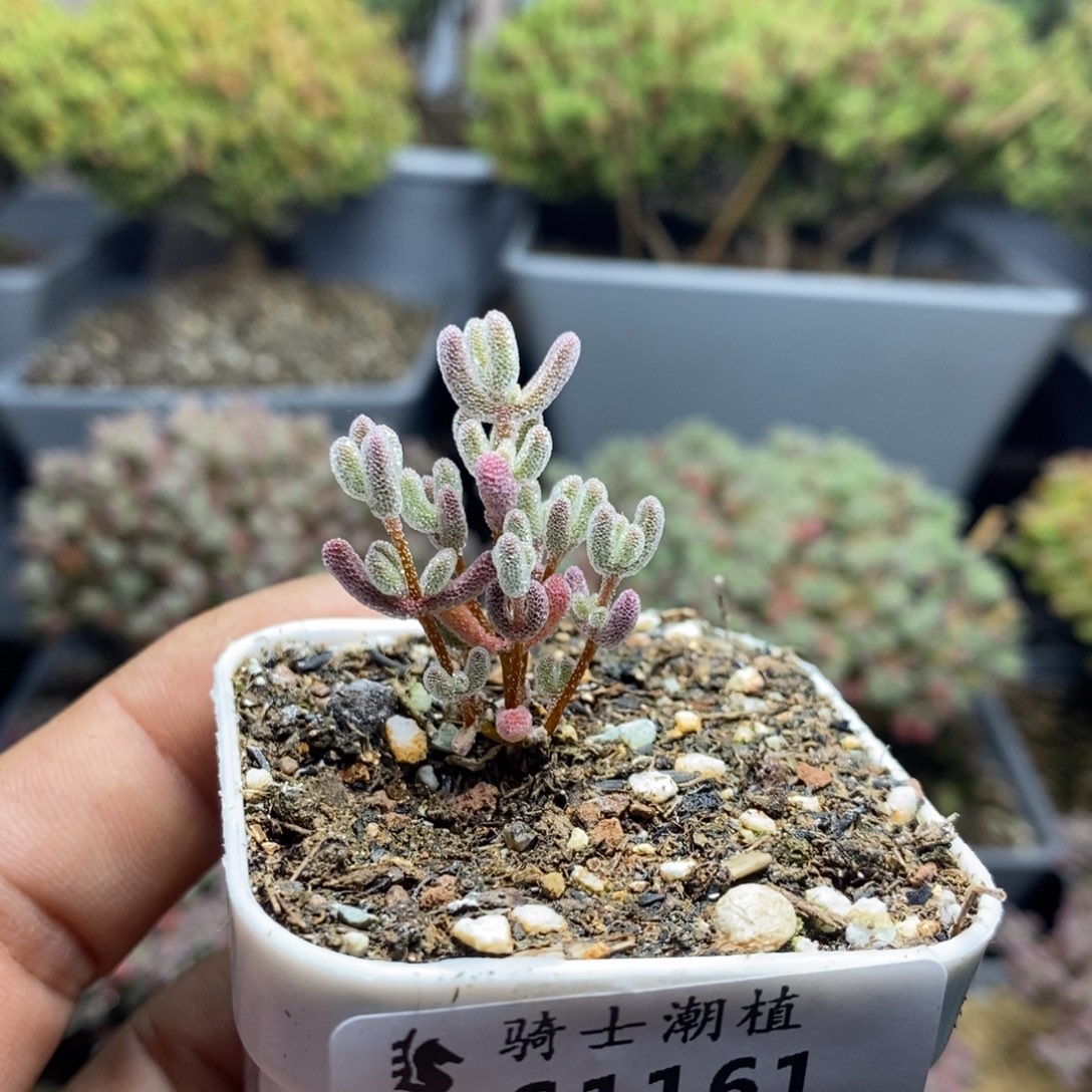 1161实生精控优选冰晶