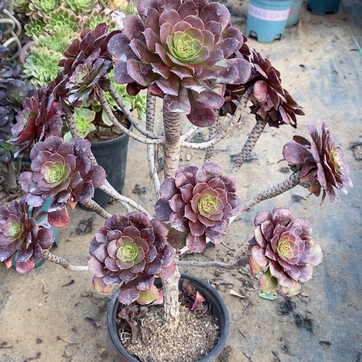 红桐壶多处断枝4多肉植物法师法师