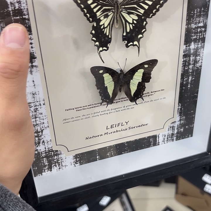 蝴蝶标本定制版112