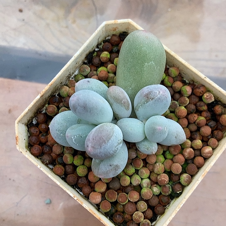 米可奶酪石化锦多肉植物