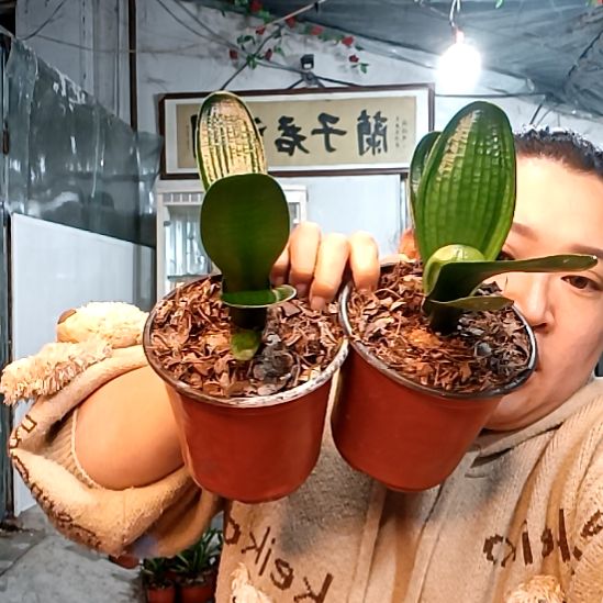 东***生@东北任先生两颗39元