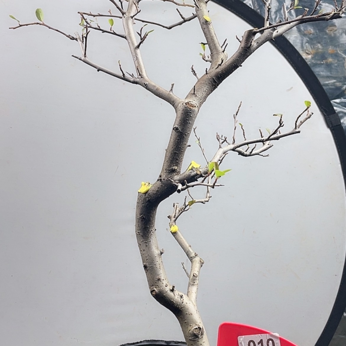 【闪购商品】无花朵010