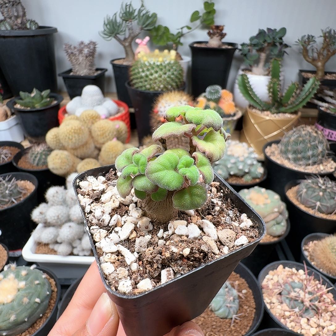 145爱氏延命草带盆发货