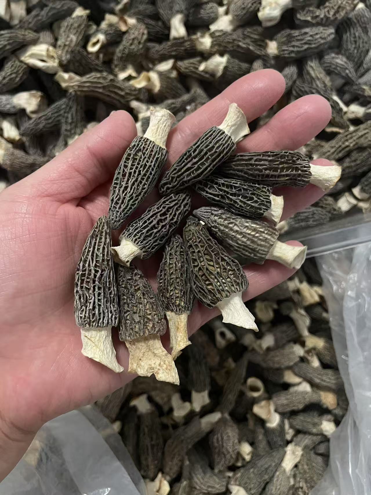 羊肚菌干货 肉厚 头茬2025