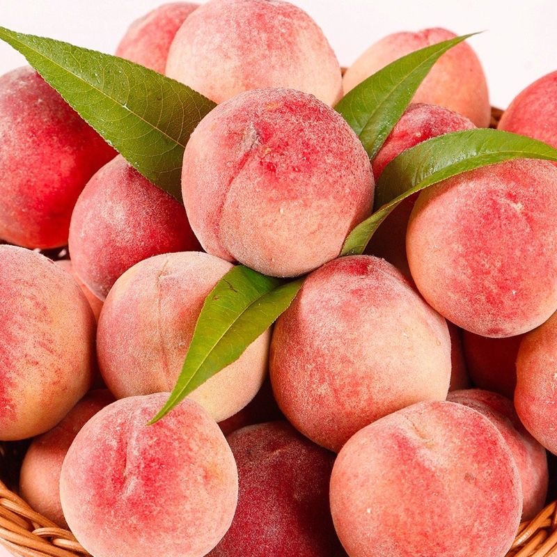 F水蜜桃现摘清甜多汁新鲜毛桃果园现摘现发