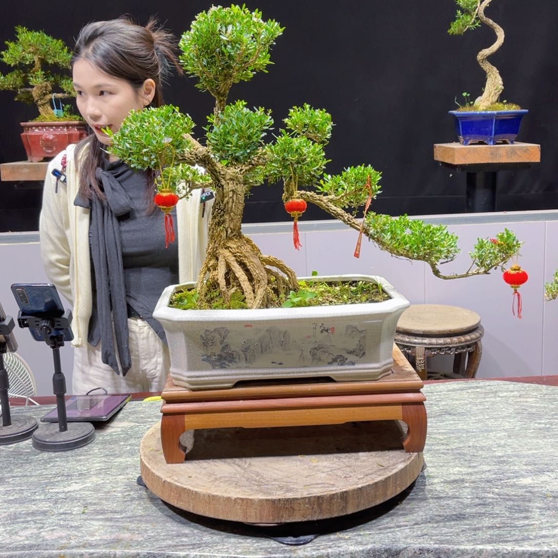 四季常青老桩黄杨盆景