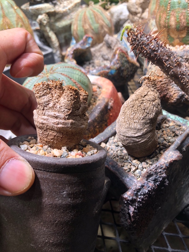 波涛大戟  两颗 带常青藤花盆