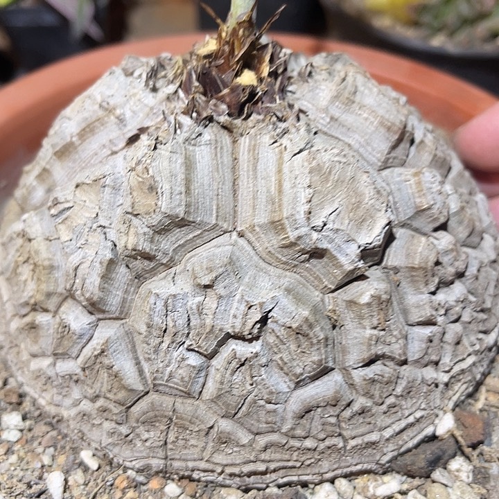 满38包邮2天凑单，脱土晾根发货多肉植物龟甲龙 12cm左右