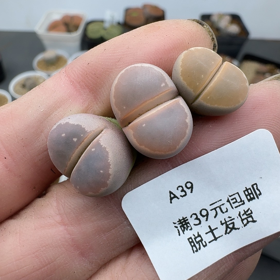 39多肉哈哈哈哥哥哥哥