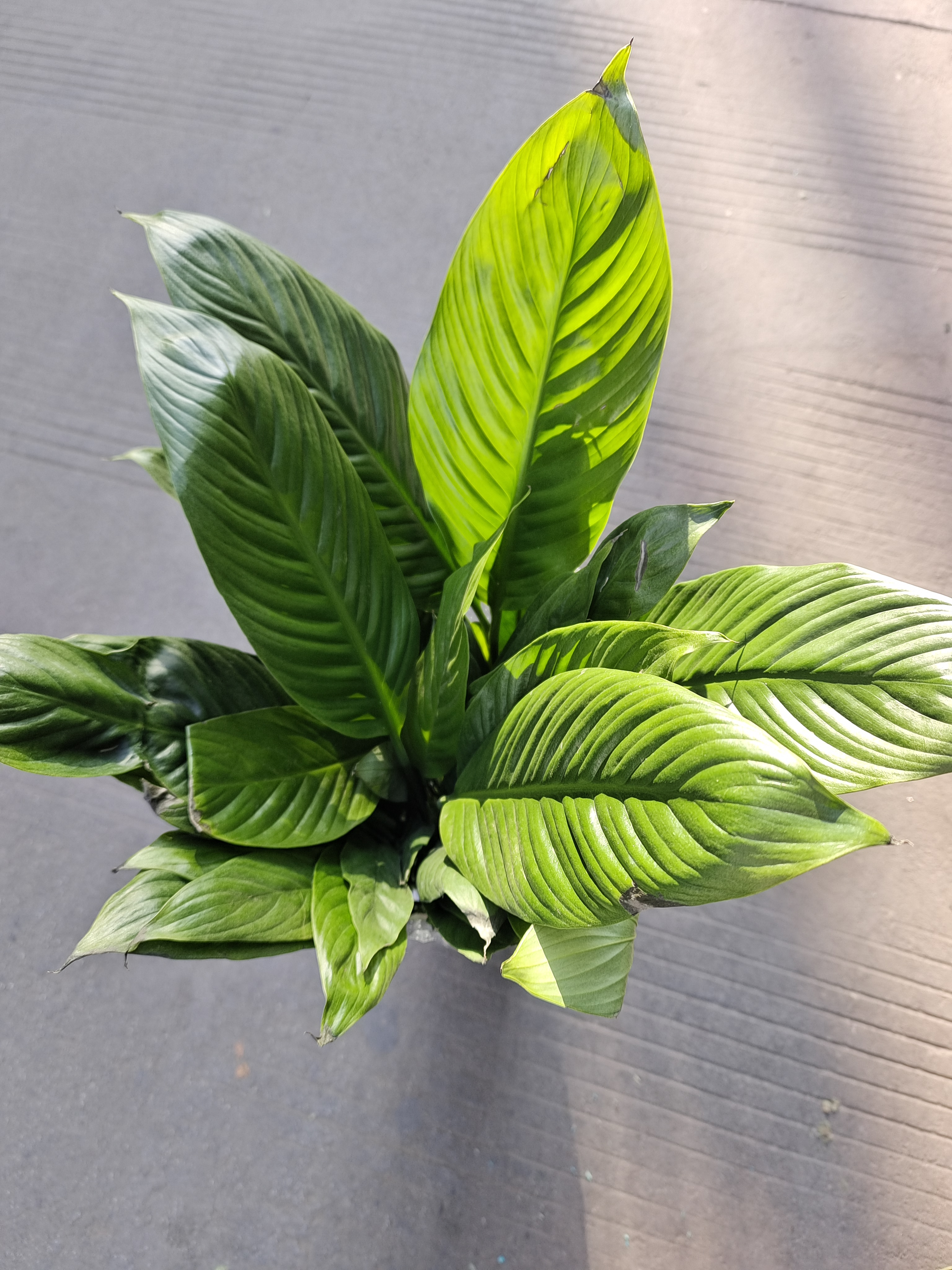 一帆风顺（白掌）绿植