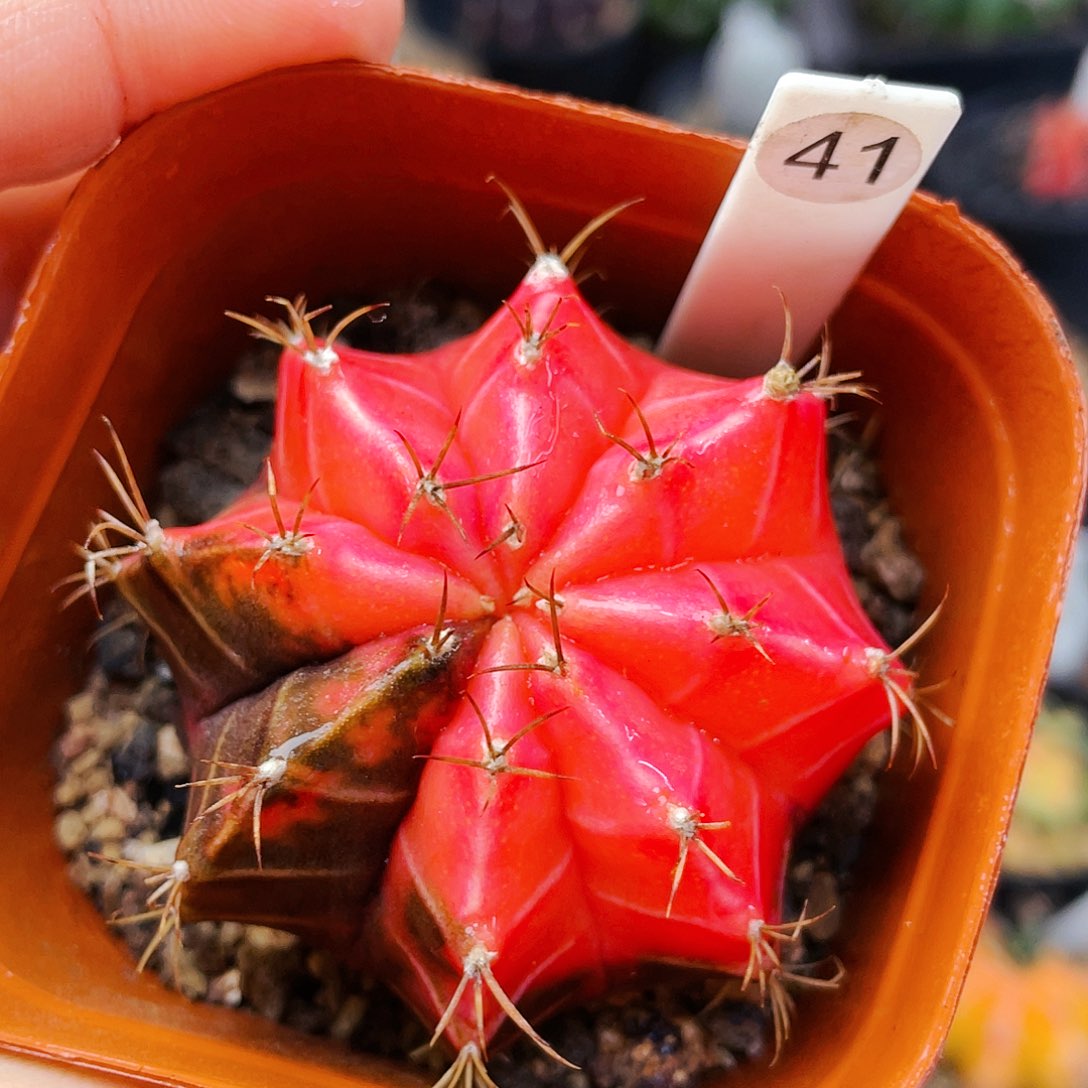 非偏远地区满25包邮仙人球