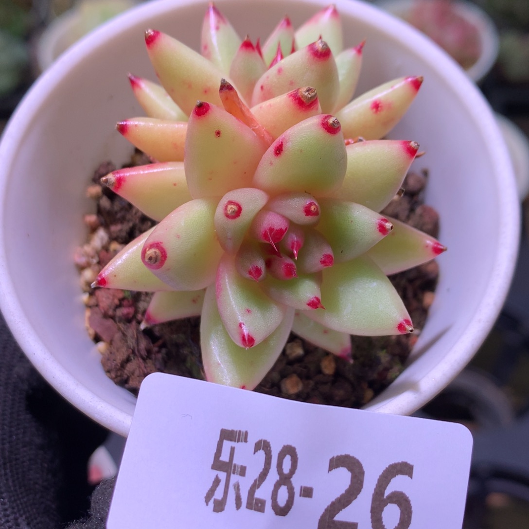 乐然28-26 黄金玛利亚