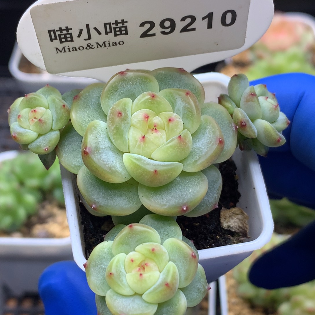 李***茜多肉植物杂交珍妮