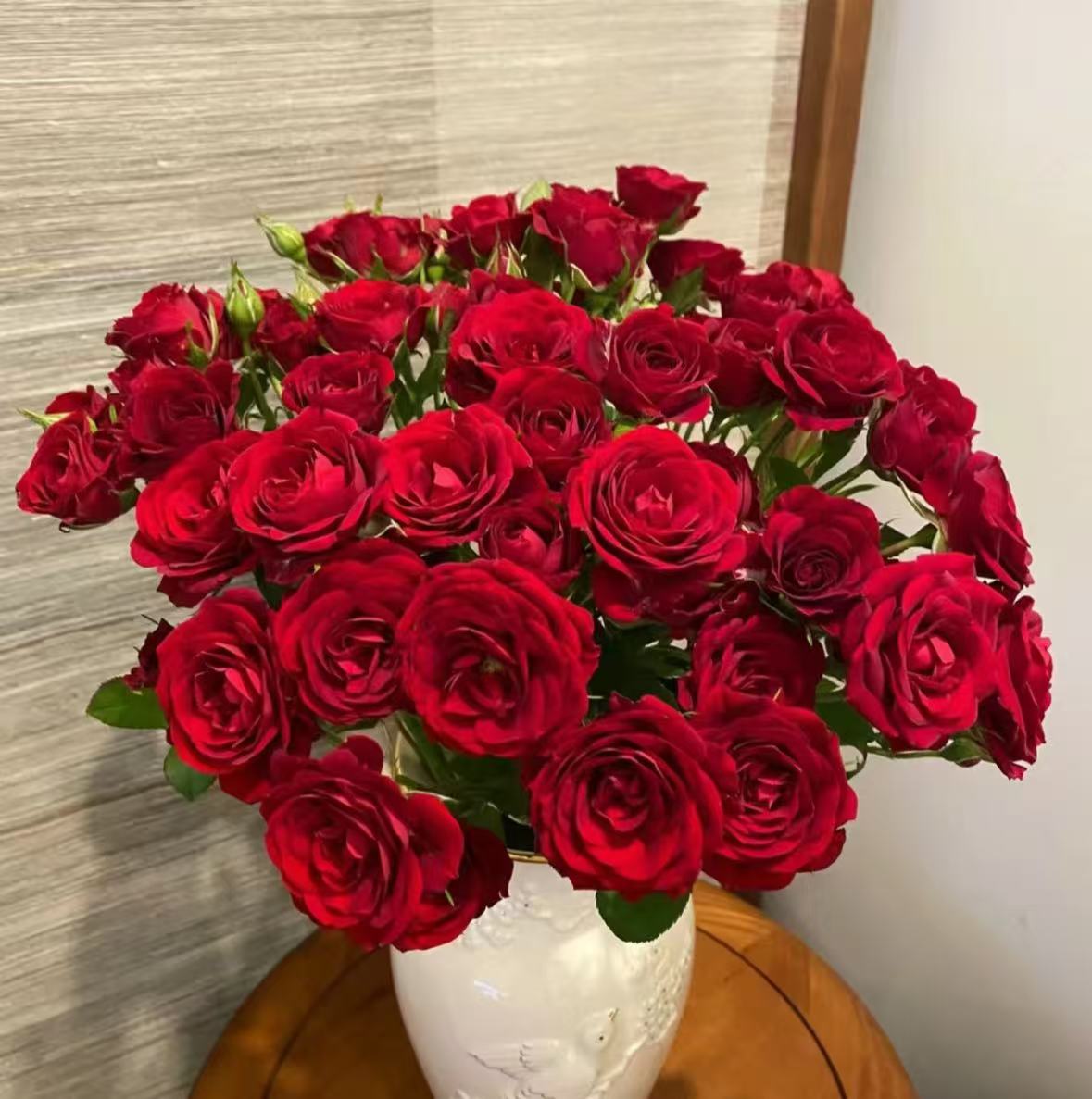 【李先生】红色！玫瑰月季正红色大花新手易养耐晒耐寒阳台庭院花卉