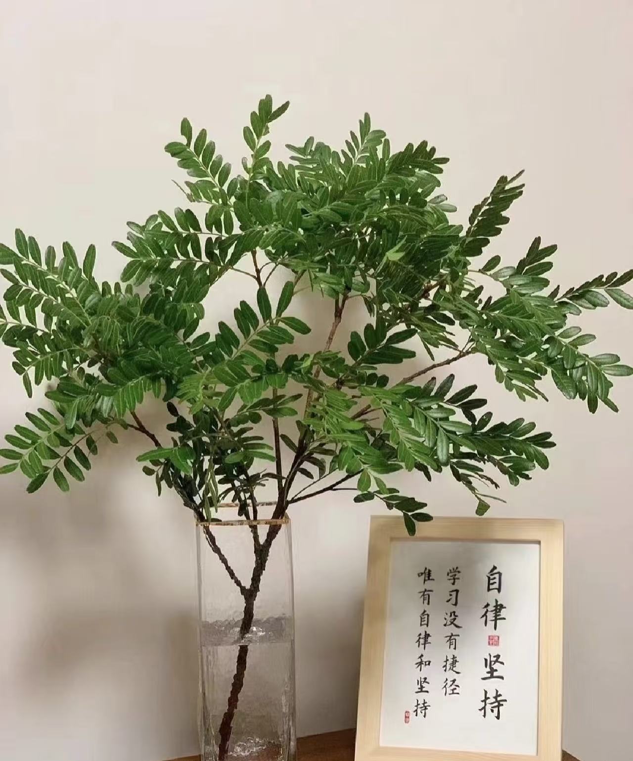 三岁花集-基地青香木5-6枝 （一单顺丰包邮）