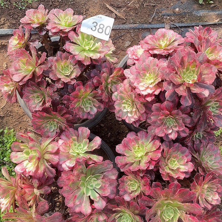 380号一物一拍4棵