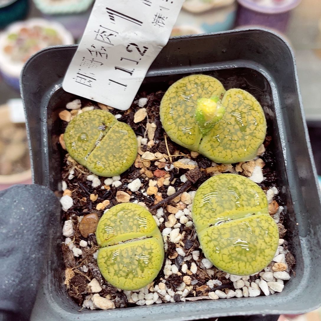 生石花满18包邮1112-175