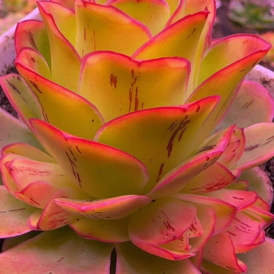 胭脂扣群12343437676867676868