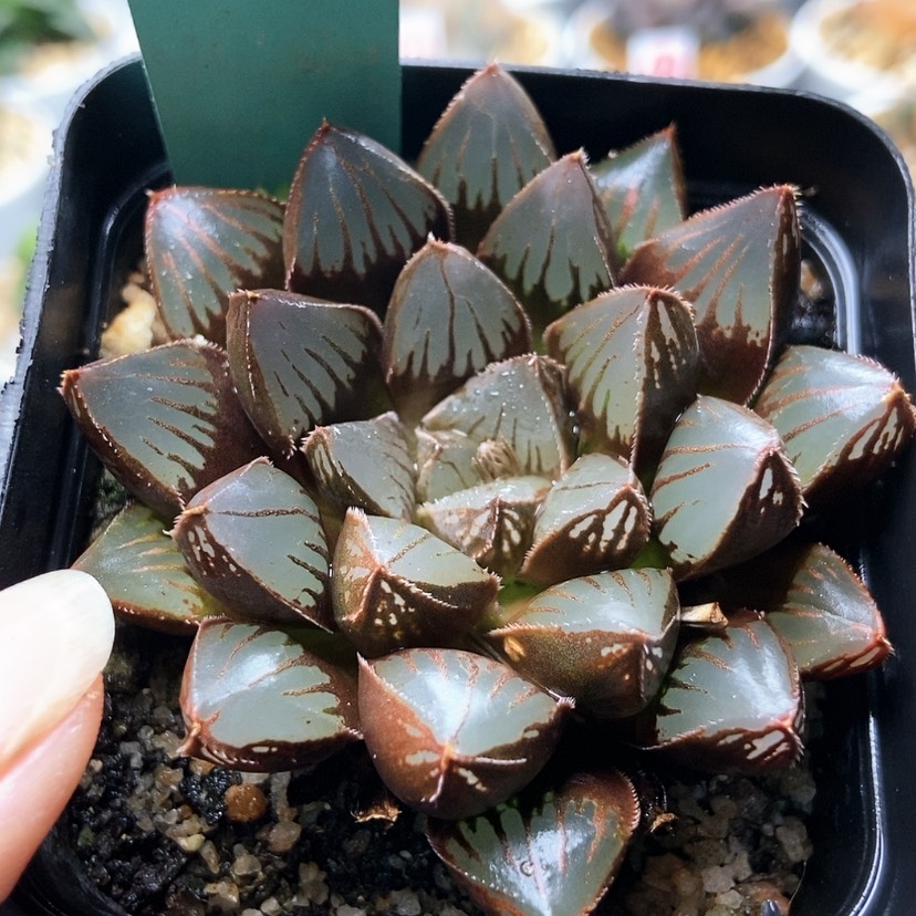 【闪购商品】黑肌寿121