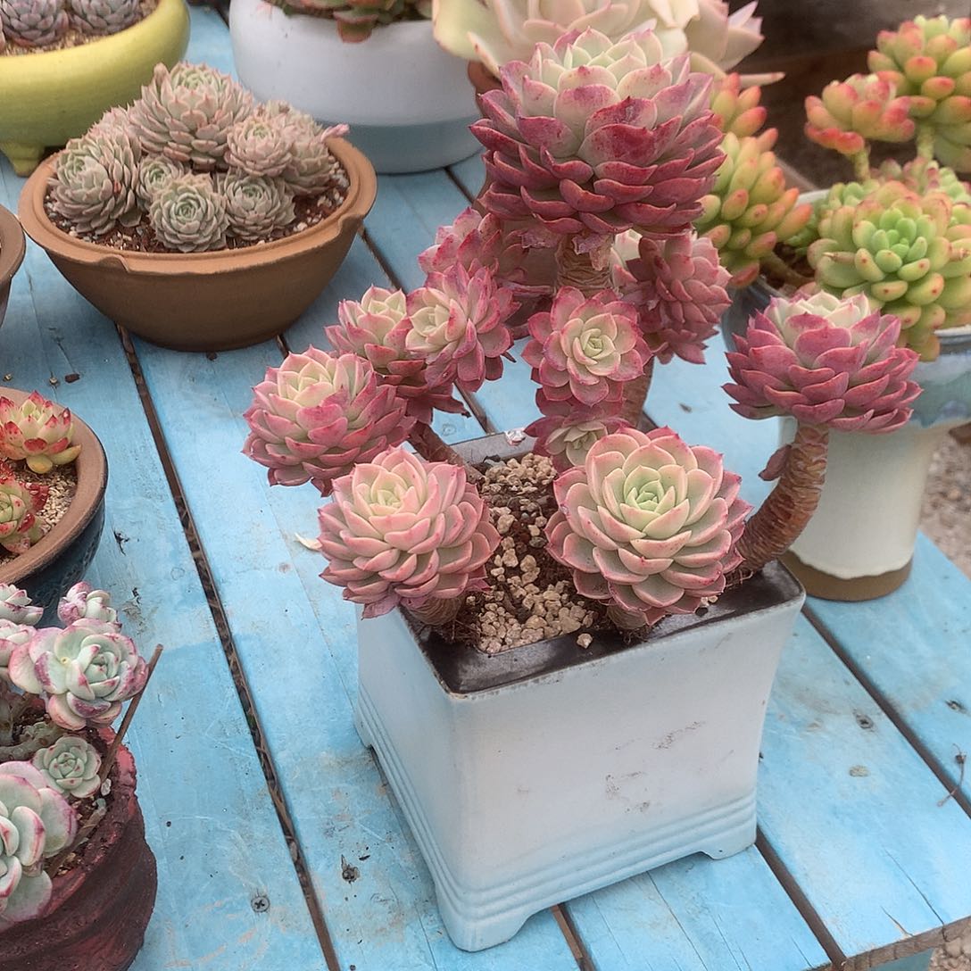 H*7哈密瓜多肉植物脱土