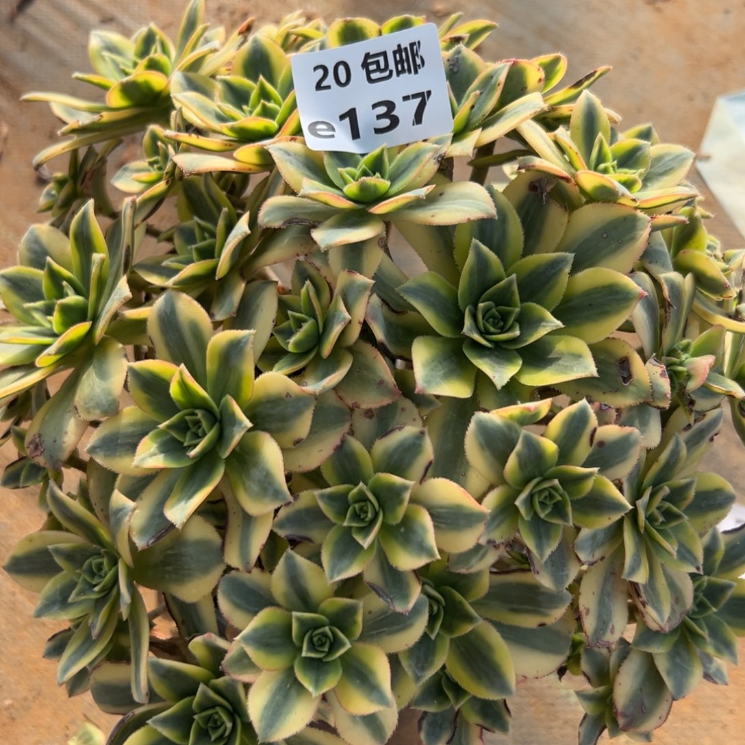 137 星爆，多肉法师