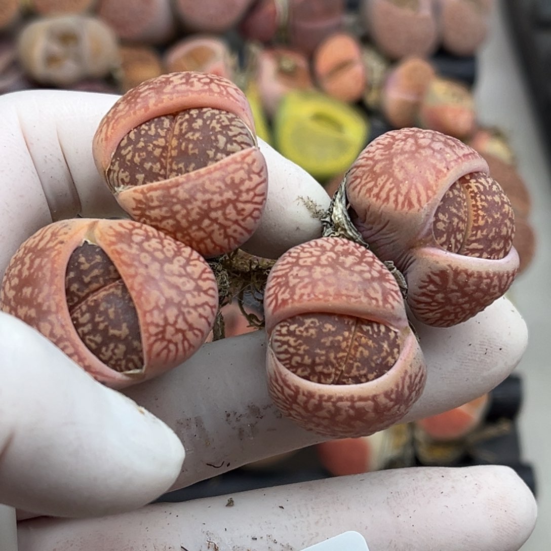 297号两颗母本双头流水日轮