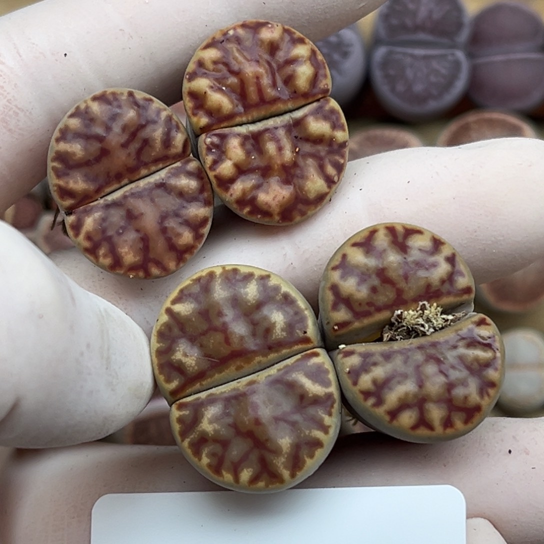 2225号四颗血丝柘留