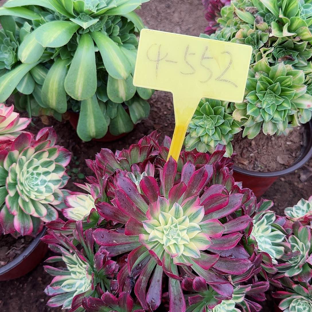 4-552---多头多肉植物
