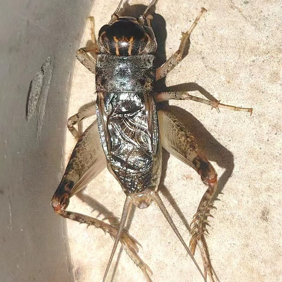 蛐蛐向天歌野生蟋蟀