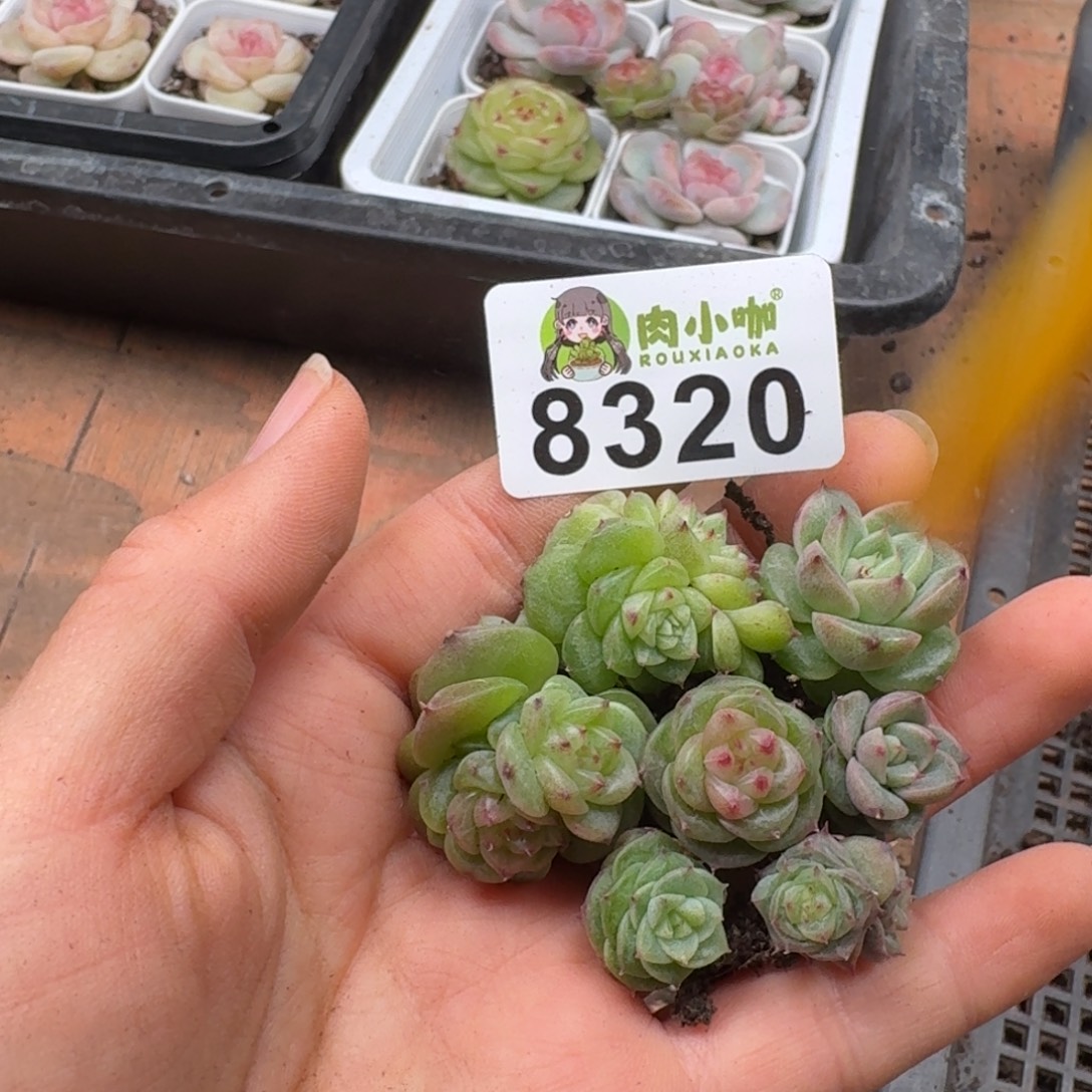 多肉植物多肉植物