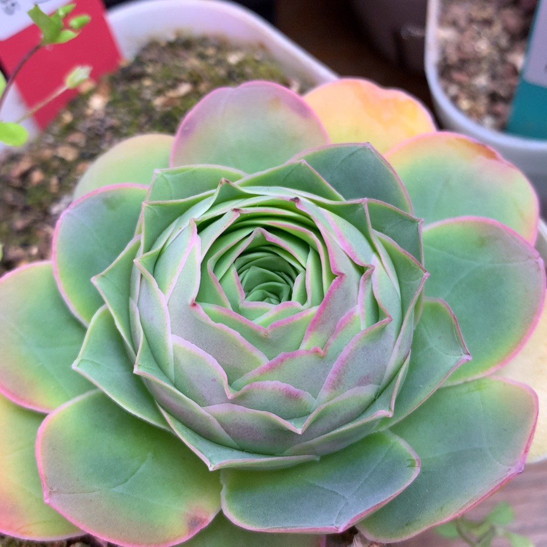 一物一拍特内大帕513