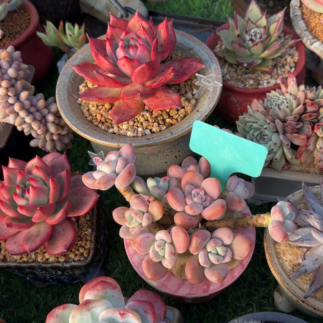 汶***婆多肉植物等红洺神老桩