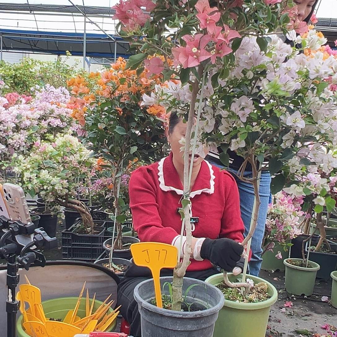 枫***晚大部分花苞少量开放J77卡亚塔