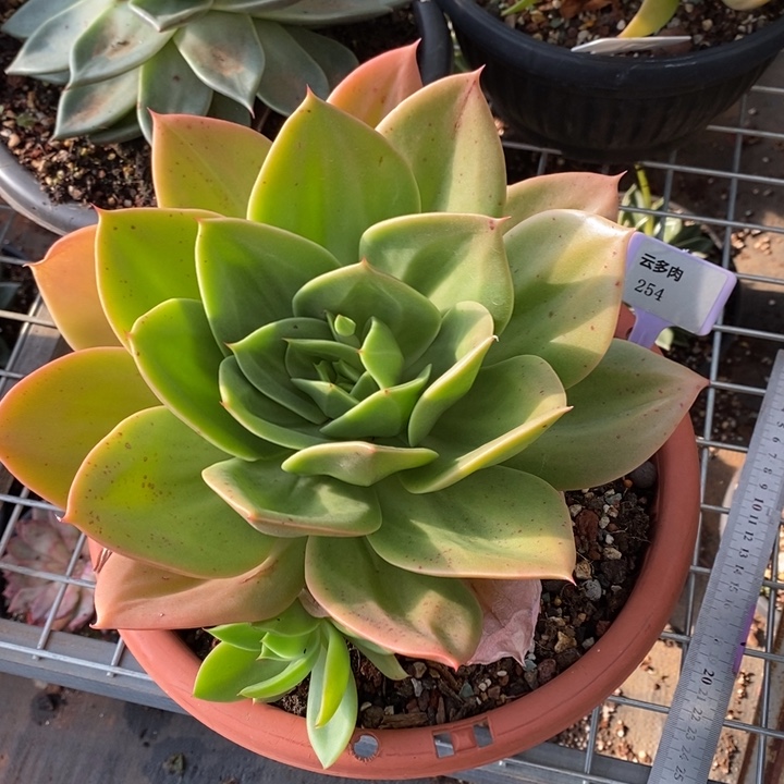 流***云花木兰254直播福利哦