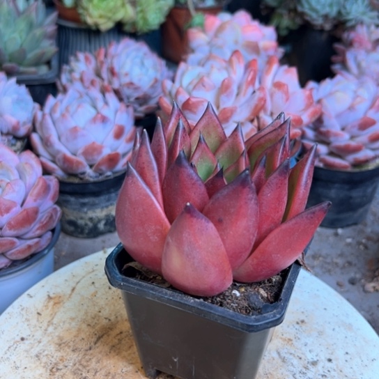 皮蛋多肉植物盆栽