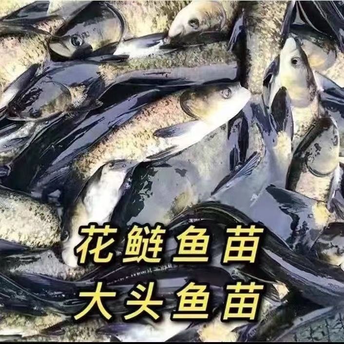 【渔场直发】花鲢鱼大头鱼鳙淡水养殖包活好养包邮宠物水族活体