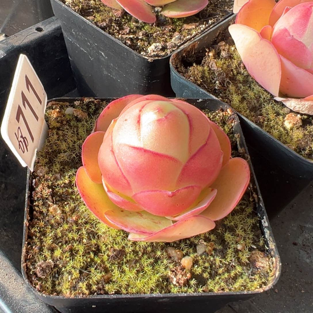 红唇711山地玫瑰多肉