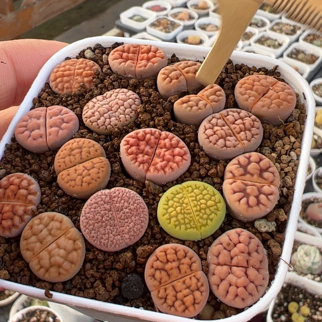 特价一组脑纹多肉植物百科2