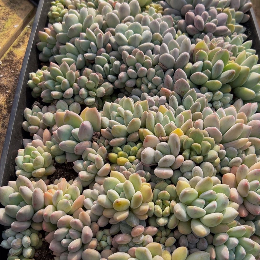 h***0730多肉葡萄的味道是真的