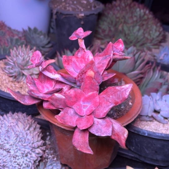 ?***心多肉植物的植物