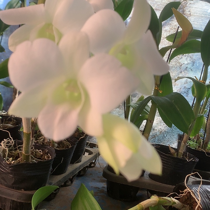 完全开放新品大白花大小2苗，带花，花叶不包损