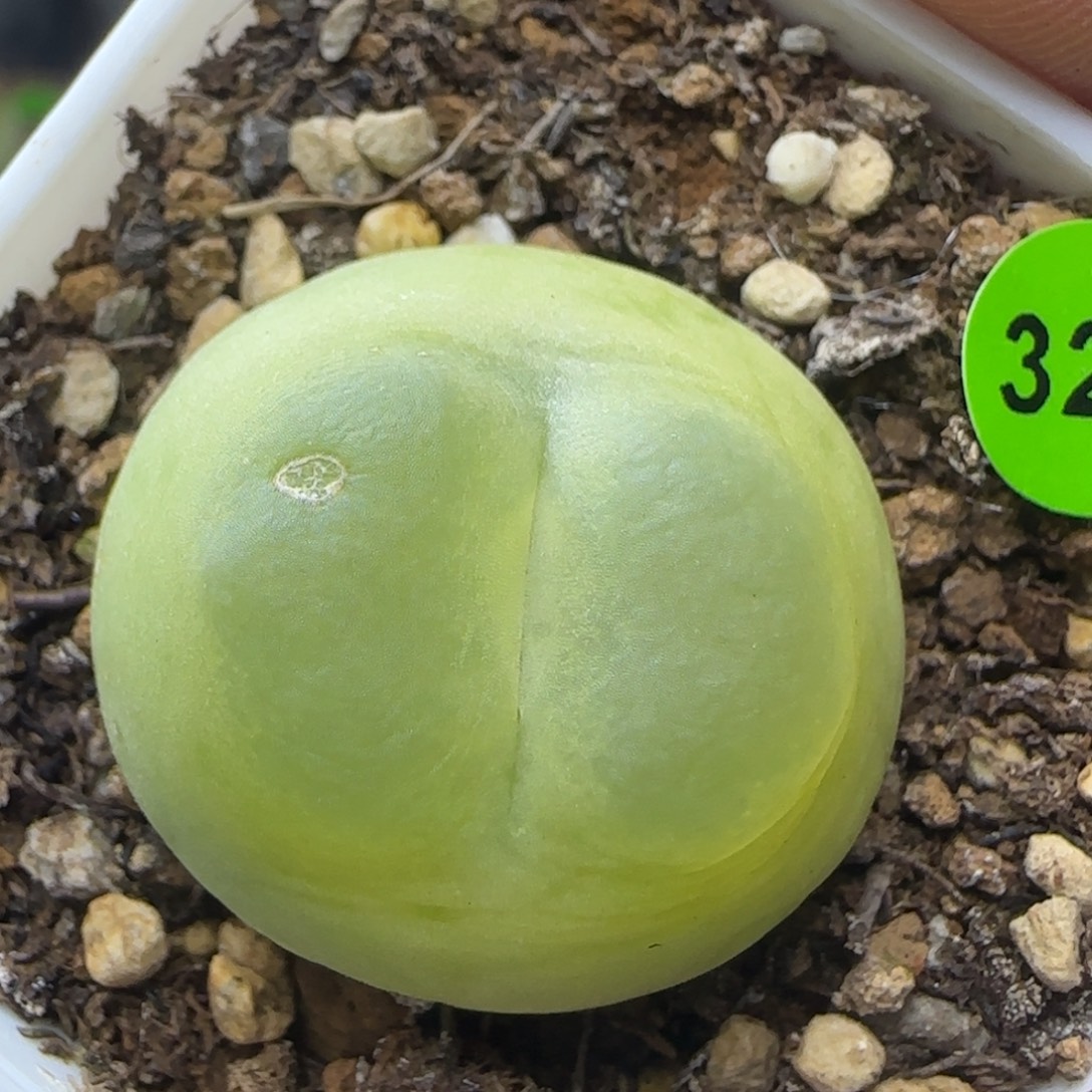 拉登2.7+点多肉325