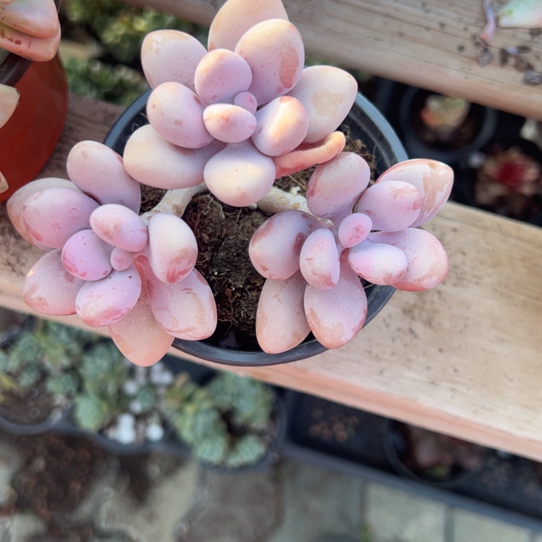 桃蛋多肉植物精品