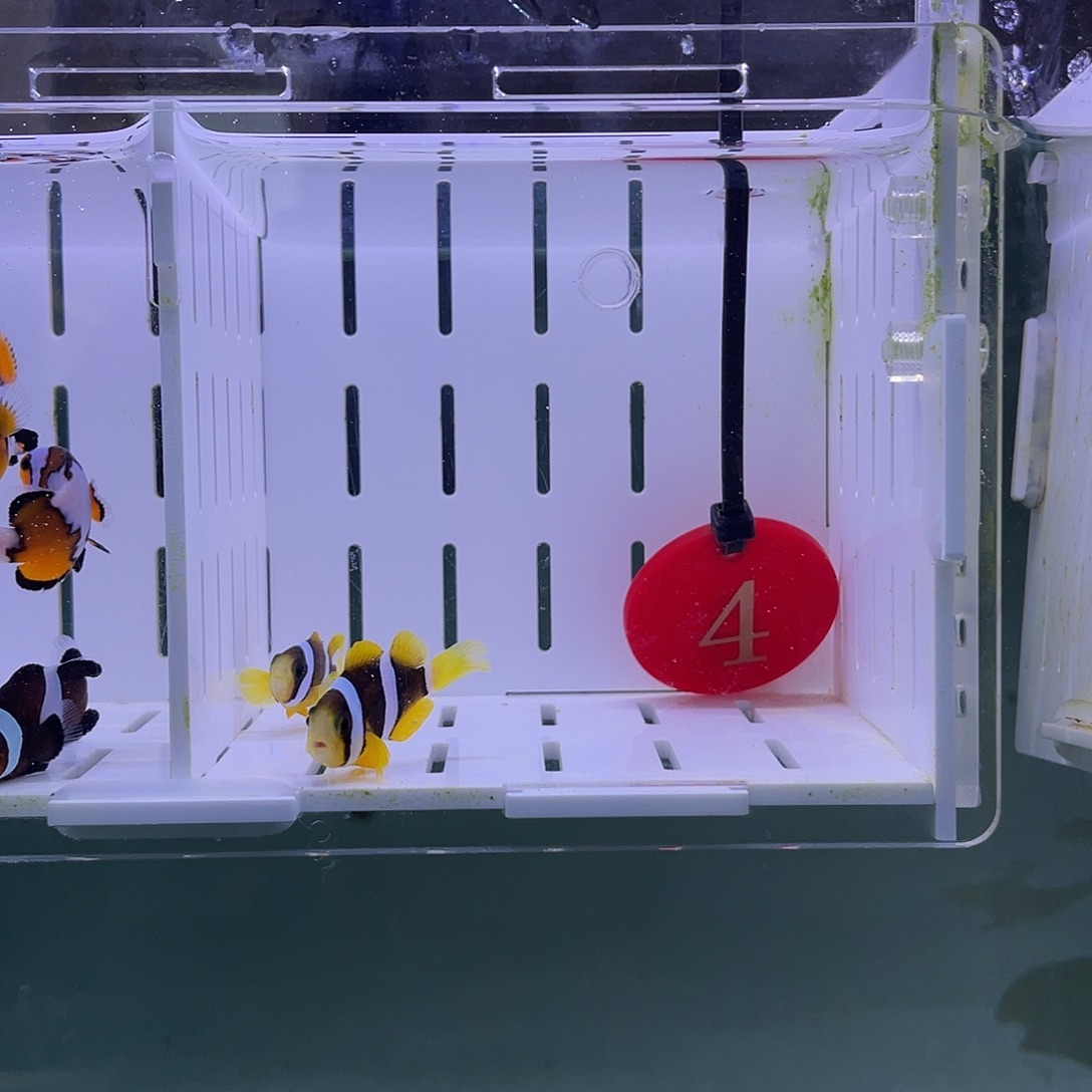 海水鱼人工金双待