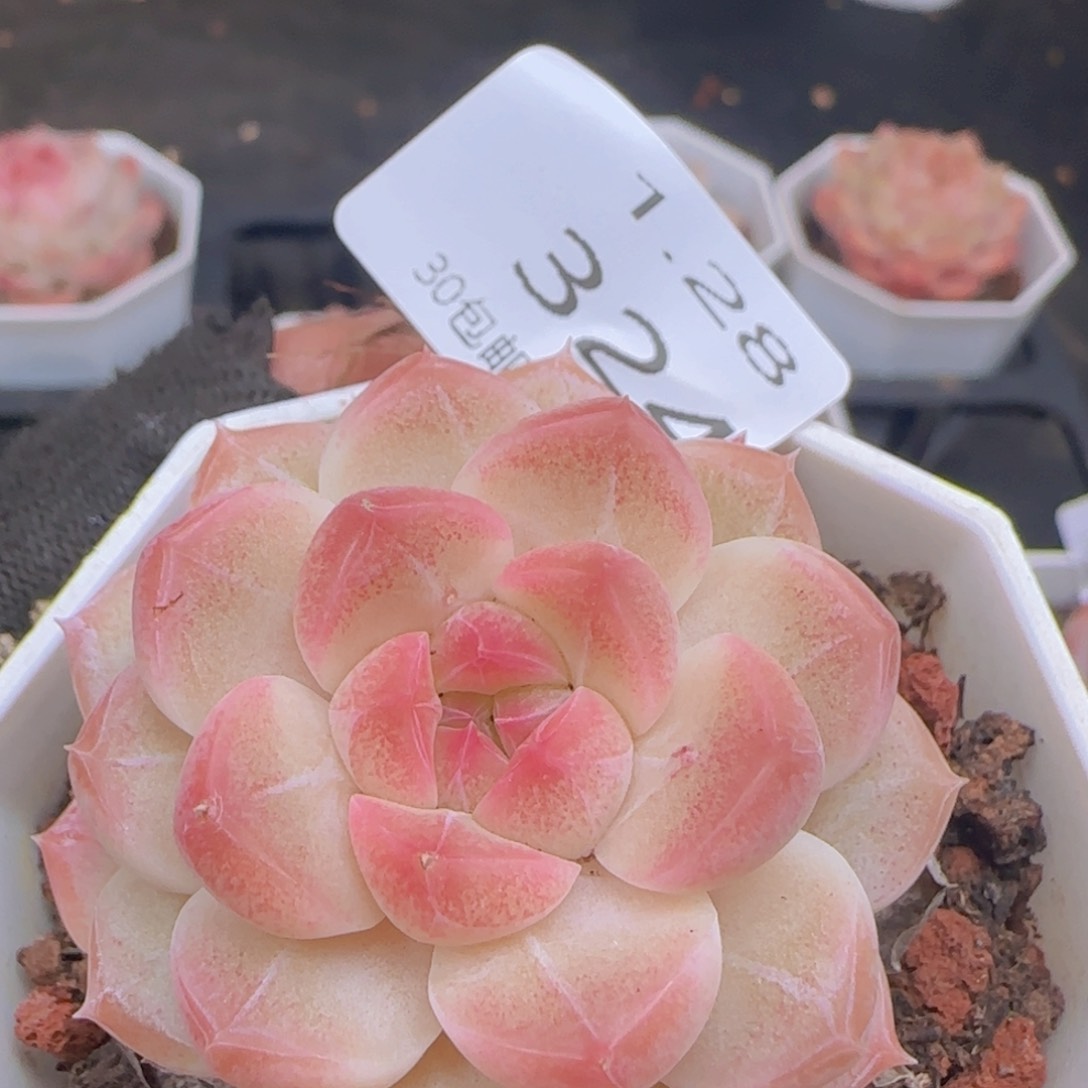 珍妮单头一颗脱土