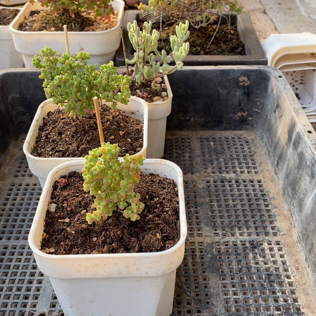 枝干番杏多肉植物952