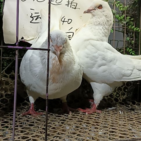 元宝鸽子种鸽一对