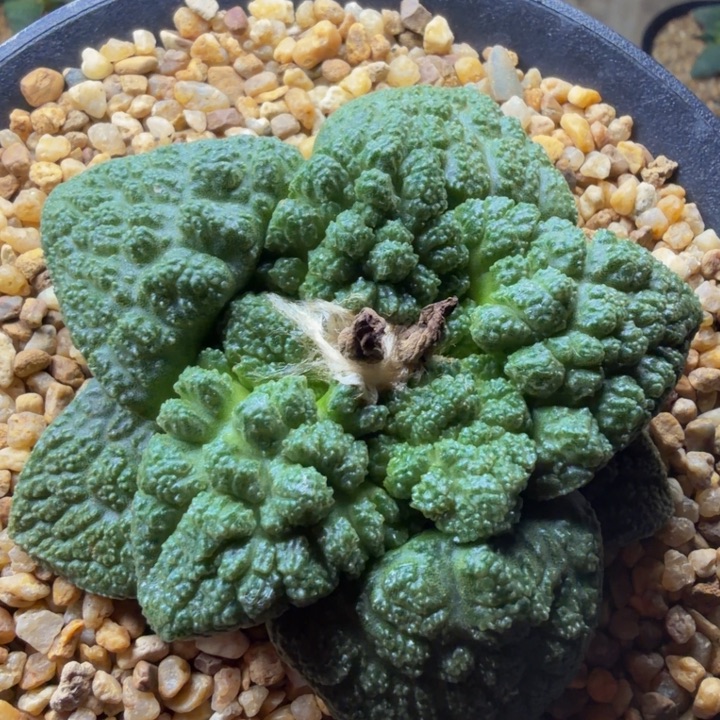 大瘤子细颗粒佛头哥斯拉