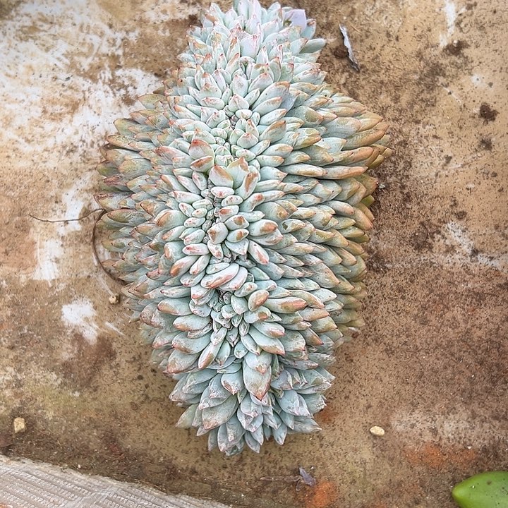 叶插梦露群生缀化多肉